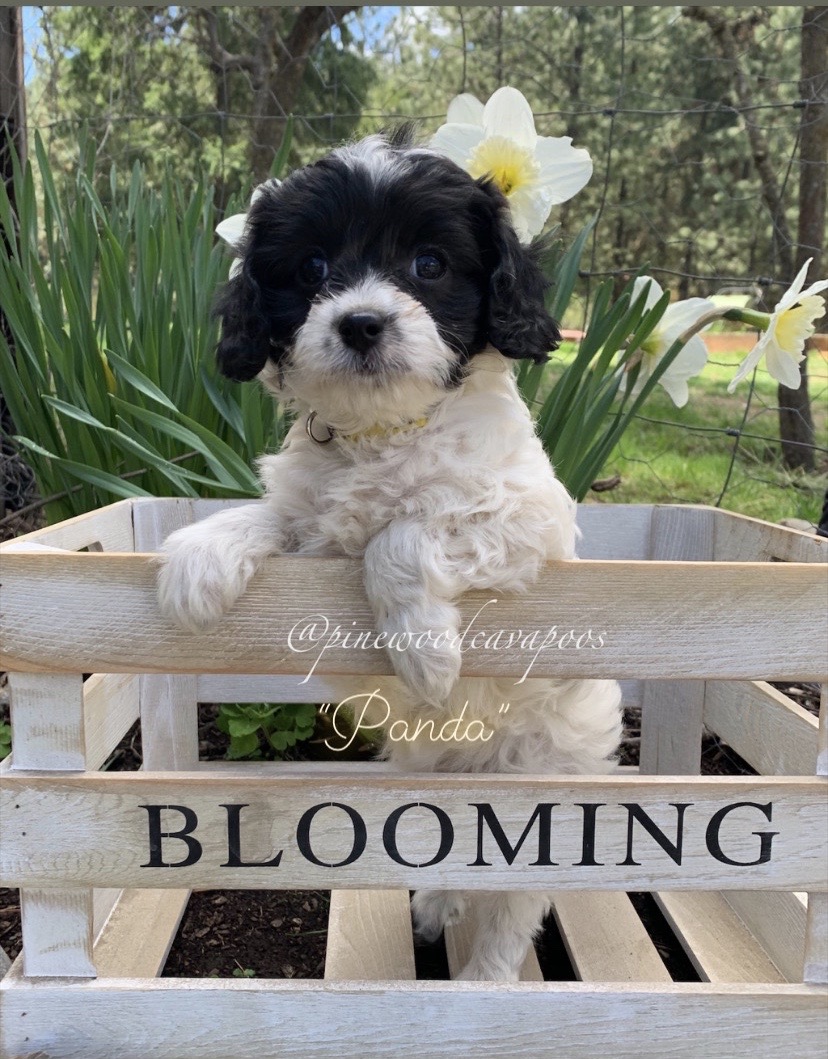 Colorful Cavapoos | pinewoodcavapoos