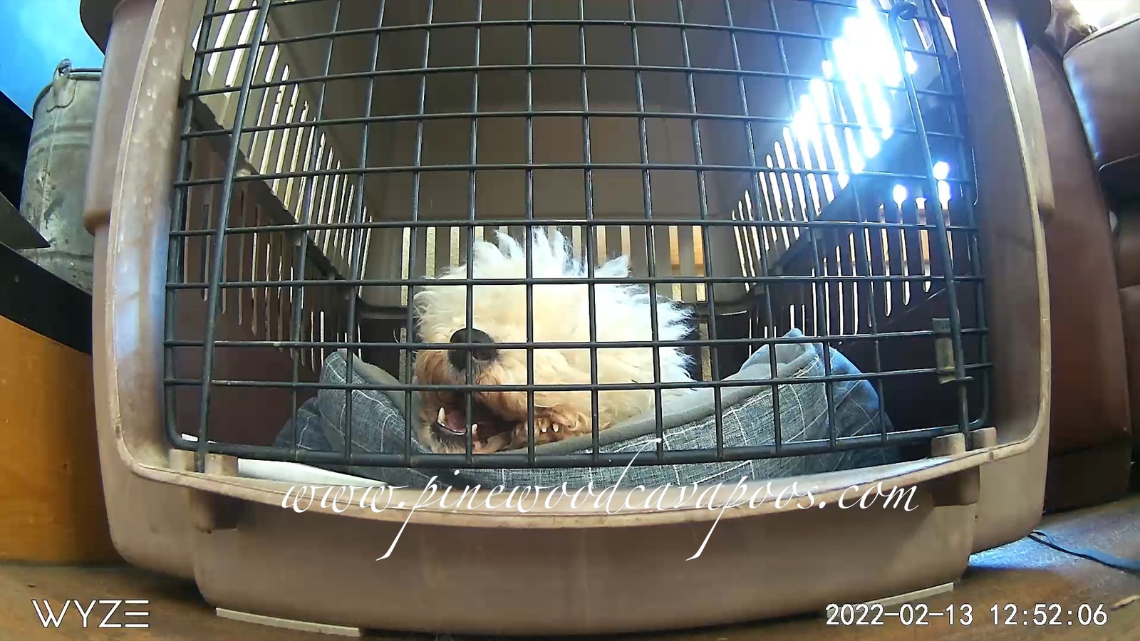 Puppy Delivery Day surprise pinewoodcavapoos